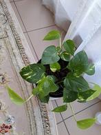 Gezond plant, Enlèvement, En pot