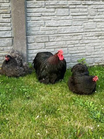 Cochin kriel trio, Dieren en Toebehoren, Pluimvee