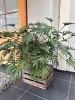 Mooie gezonde kamerplant in grote grijze pot, Ophalen, Overige soorten, Halfschaduw, In pot