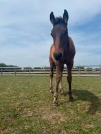 Opfok gezocht, Dieren en Toebehoren, Paarden