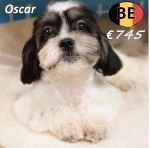 Lhasa Apso Oscar – De ideale metgezel wacht op u, Dieren en Toebehoren, Honden | Chihuahua's en Gezelschapshonden, Reu, Overige rassen