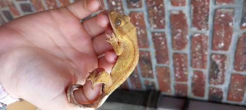 1.0 gele Brindle Tangerine crested gecko wimpergekko man, Dieren en Toebehoren, Reptielen en Amfibieën, Hagedis, 0 tot 2 jaar