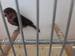 overjarige agaat kanaries popje, Dieren en Toebehoren