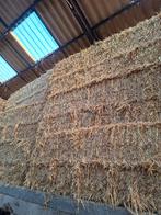 tarwestro, Dieren en Toebehoren