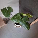 Kamerplant, Maison & Meubles, Plantes d'intérieur, Enlèvement