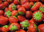 50 Mara des Bois aardbeienzaden, Tuin en Terras, Ophalen of Verzenden