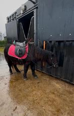 Shetland pony's, ruin, 3 jaar oud, maat 1m, Dieren en Toebehoren, Ruin