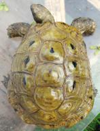 Griekse landschildpad, hermanni boettgeri, 11 jaar of ouder, Schildpad