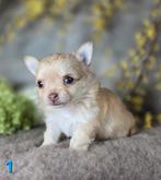 Chihuahua pups langhaar Chi pup, Dieren en Toebehoren, België, Fokker | Hobbymatig, CDV (hondenziekte), 8 tot 15 weken