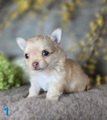 Chiots Chihuahua Chiot Chi à poil long, 8 à 15 semaines, Plusieurs, Éleveur | Loisir, Parvovirose