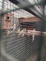 valkparkieten diutse kuif, Plusieurs animaux, Perruche