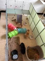 Tamme dwergkonijntjes, Dieren en Toebehoren, Konijnen, Hangoor