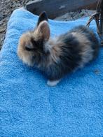 dwergkonijntjes te koop, Mannelijk, Dwerg, 0 tot 2 jaar