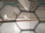 Kanaries dominant wit, Dieren en Toebehoren, Vogels | Kanaries, Geslacht onbekend, Kleurkanarie