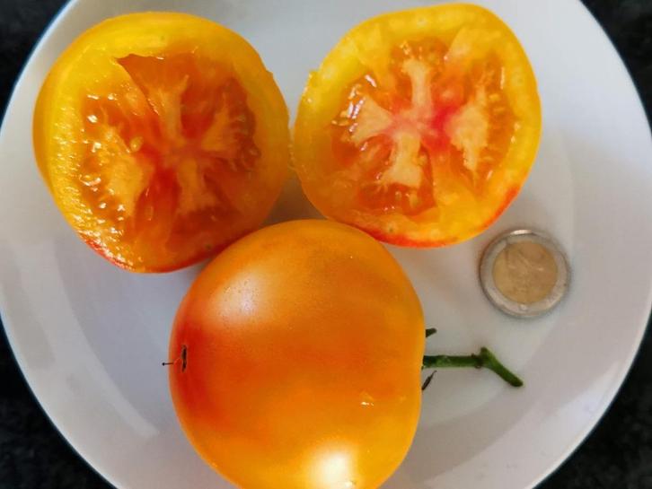 Złoty Ożarowski oranje Poolse tomaat - 5 zaden, Tuin en Terras, Bloembollen en Zaden, Zaad, Voorjaar, Verzenden