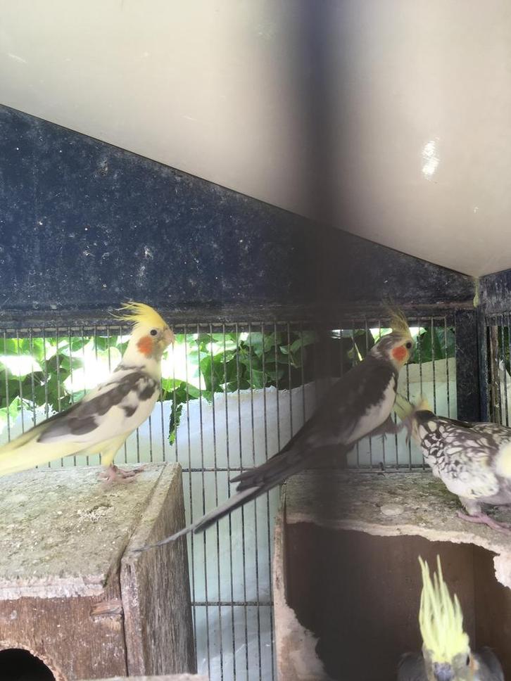 KWEEKKOPPELS WILDKLEUR VALKPARKIETEN VANAF 50 EURO/KOPPEL, Dieren en Toebehoren, Vogels | Parkieten en Papegaaien, Parkiet, Meerdere dieren