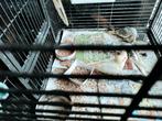 Handtamme valkparkieten, Dieren en Toebehoren