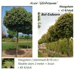 ÉRABLE SPHÉRIQUE « GLOBOSUM » HAUTE TIGES : 45€/pièce, Jardin & Terrasse, Plantes | Arbres, Enlèvement, Arbre à bulbes, 250 à 400 cm