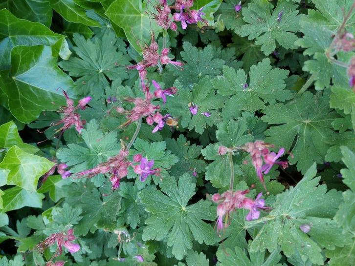 PLANT NU mooie sterke bodembedekker geranium macrorrhizum, Tuin en Terras, Planten | Tuinplanten, Ophalen