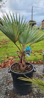 Palmboom Brahea Armata, Ophalen, Palmboom