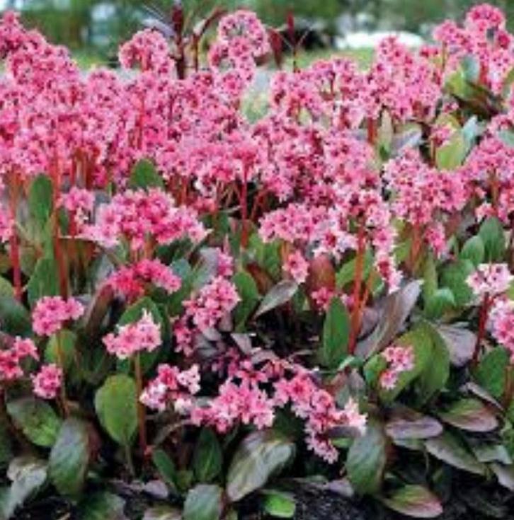 Bergenia cordifolia, Tuin en Terras, Planten | Tuinplanten, Halfschaduw, Ophalen