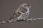 GEZOCHT DIVERSEN POPPEN!!!!!, Dieren en Toebehoren, Vogels | Overige Vogels, Meerdere dieren, Tropenvogel, Geringd