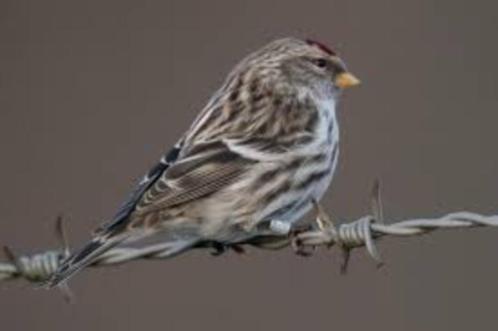 GEZOCHT DIVERSEN POPPEN!!!!!, Dieren en Toebehoren, Vogels | Overige Vogels, Tropenvogel, Meerdere dieren, Tam, Geringd