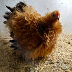 Cochin Bantam Buffcolumbia