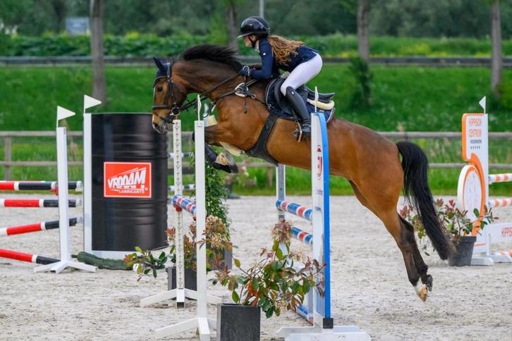 Grote, lieve, allround sport pony 1.46,5cm, Dieren en Toebehoren, Pony's, Merrie, Z, D pony (1.37m tot 1.48m), Springpony, 11 jaar of ouder