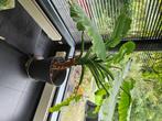 Alocasio olifantsoor, Ophalen, Overige soorten, In pot, 150 tot 200 cm