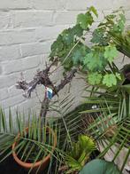 Druivelaar, Overige soorten, 100 tot 250 cm, Ophalen, Volle zon