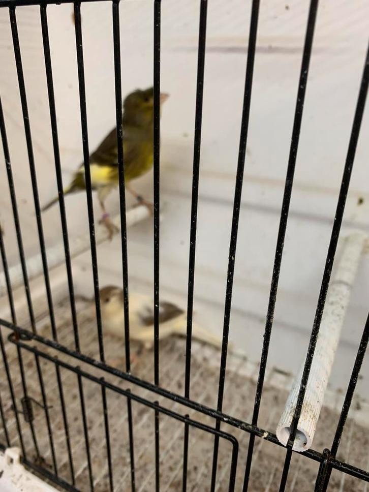 Bonte kanaries, Dieren en Toebehoren, Vogels | Overige Vogels