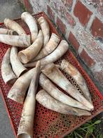 16 stuks echte koe horens decoratie, Antiek en Kunst, Ophalen