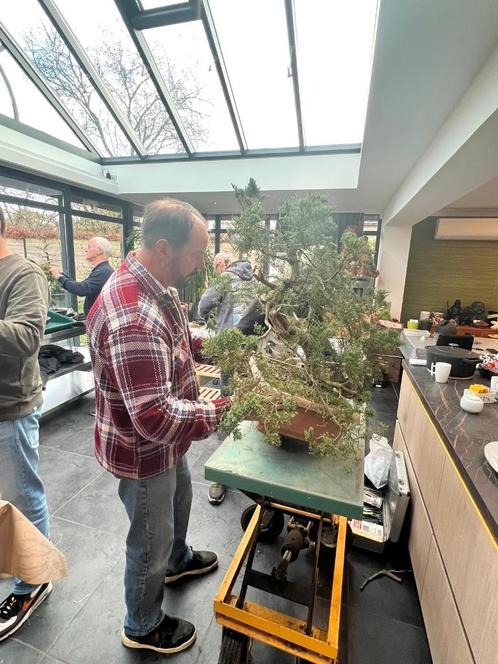 Bonsai Workshop Marc Noelanders, Tuin en Terras, Planten | Bomen, Ophalen