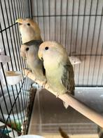 Roseicolli, Plusieurs animaux, Perroquet nain ou Inséparable