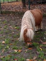 2 super brave, kleine shetlanders, Dieren en Toebehoren, Niet van toepassing, Gechipt
