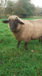 Jonge ram kruising Hampshire Down en Ardense Voskop, Dieren en Toebehoren, Schapen, Geiten en Varkens, Mannelijk, Schaap, 0 tot 2 jaar