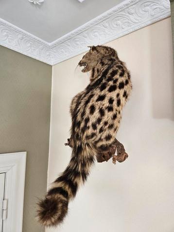 Rariteit Taxidermie Genet kat. 