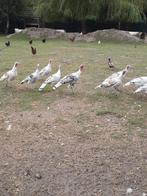 Kalkoen hennen, Dieren en Toebehoren, Pluimvee, Vrouwelijk, Kalkoen