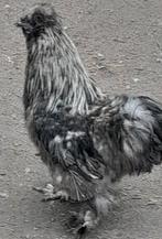 Hanen verschillende rassen, Dieren en Toebehoren