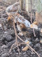 Cochin kriel hennen goud zwart gezoomd, Dieren en Toebehoren, Pluimvee, Vrouwelijk
