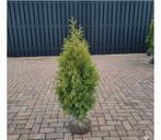 60 Coniferen, Jardin & Terrasse, Plantes | Arbres, Enlèvement ou Envoi