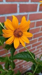 Heliopsis / zonneoog , lees beschrijving, Tuin en Terras, Planten | Tuinplanten, Volle zon, Vaste plant, Zomer, Ophalen