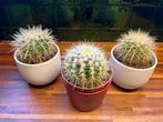 3x Cactus, Huis en Inrichting, Cactus, Ophalen