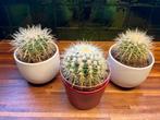 3x Cactus, Ophalen, Cactus