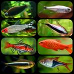 Uitverkoop aquariumvissen!, Vis, Zoetwatervis, Schoolvis