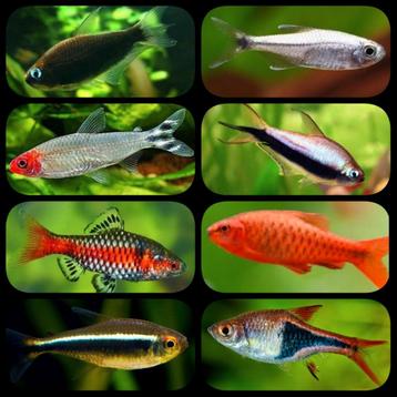 Uitverkoop aquariumvissen!, Poisson, Poisson d'eau douce, Banc de poissons