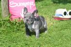 Franse bulldog pups ook fluffy mooie keuze, 8 tot 15 weken, Buitenland, CDV (hondenziekte), Bulldog