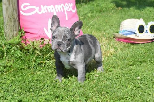 Franse bulldog pups ook fluffy mooie keuze, Dieren en Toebehoren, Honden | Bulldogs, Pinschers en Molossers, Meerdere dieren, Bulldog