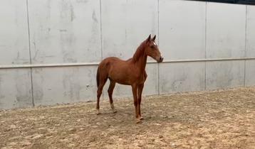 Jaarling merrie (Ermitage Kalone x Caritano Z) beschikbaar voor biedingen